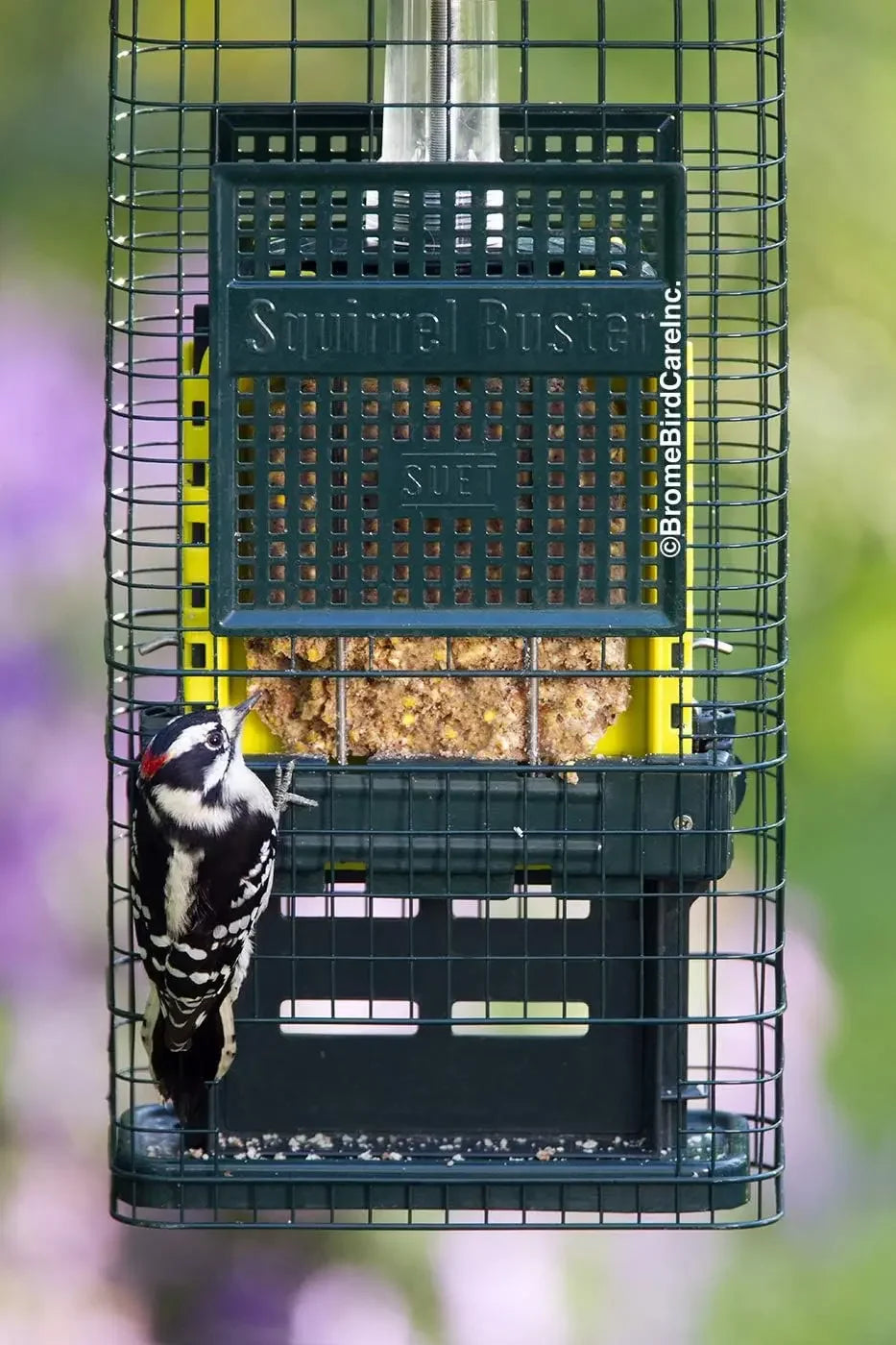 Squirrel-proof Double Suet Bird Feeder